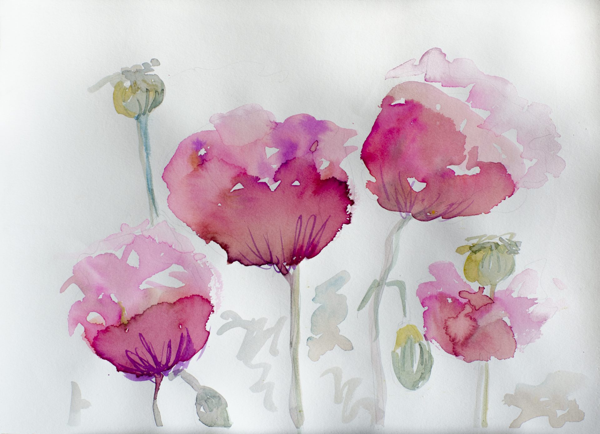 AMAPOLAS ROSAS VII