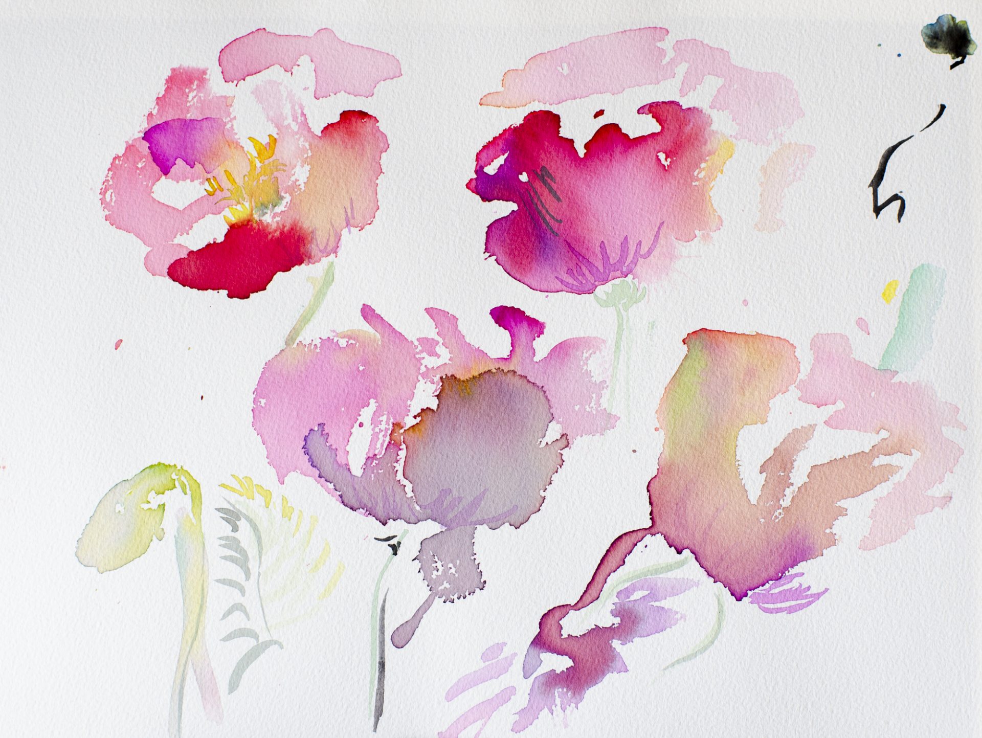 AMAPOLAS ROSAS VIII