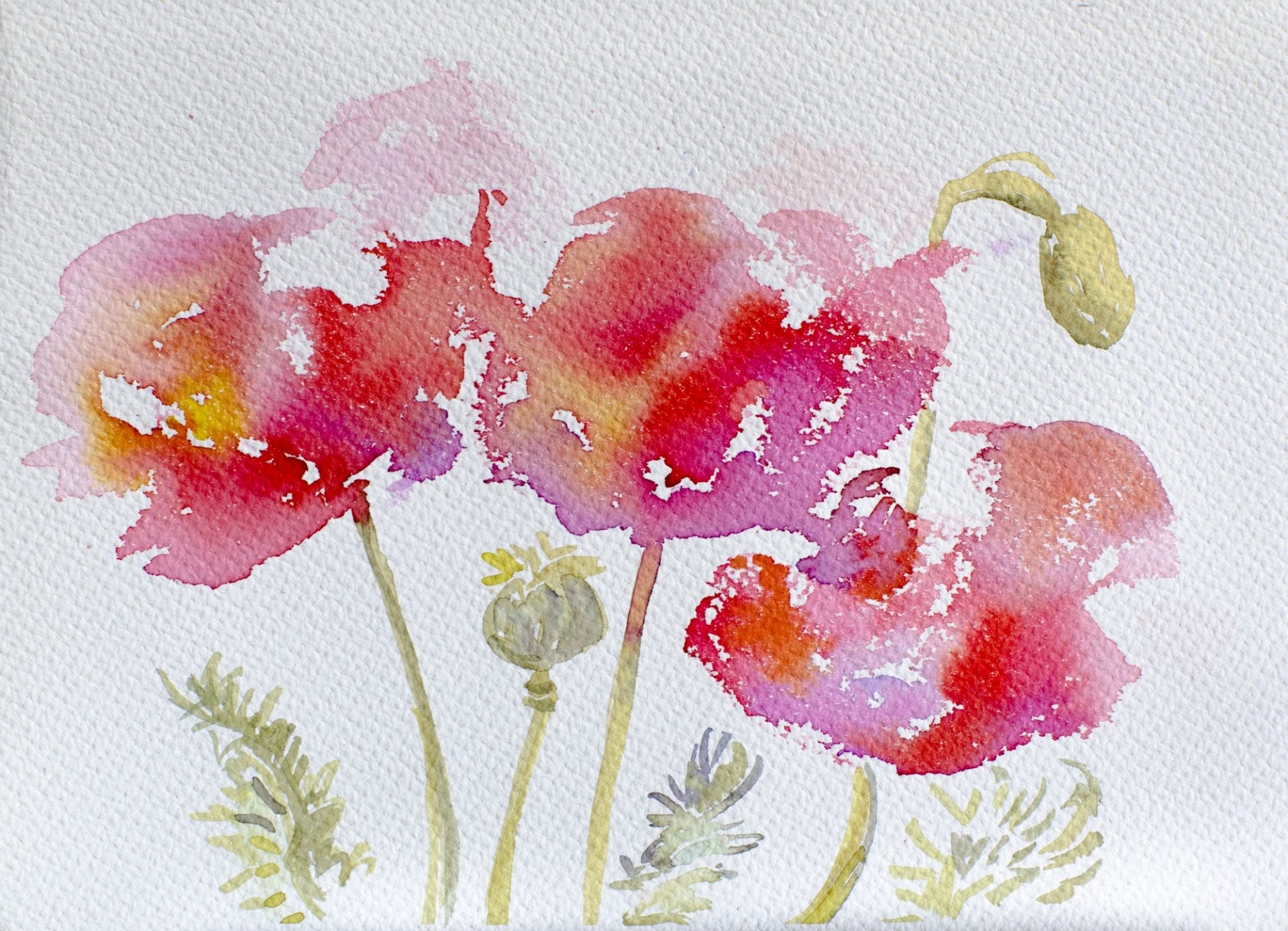 AMAPOLAS ROSAS X