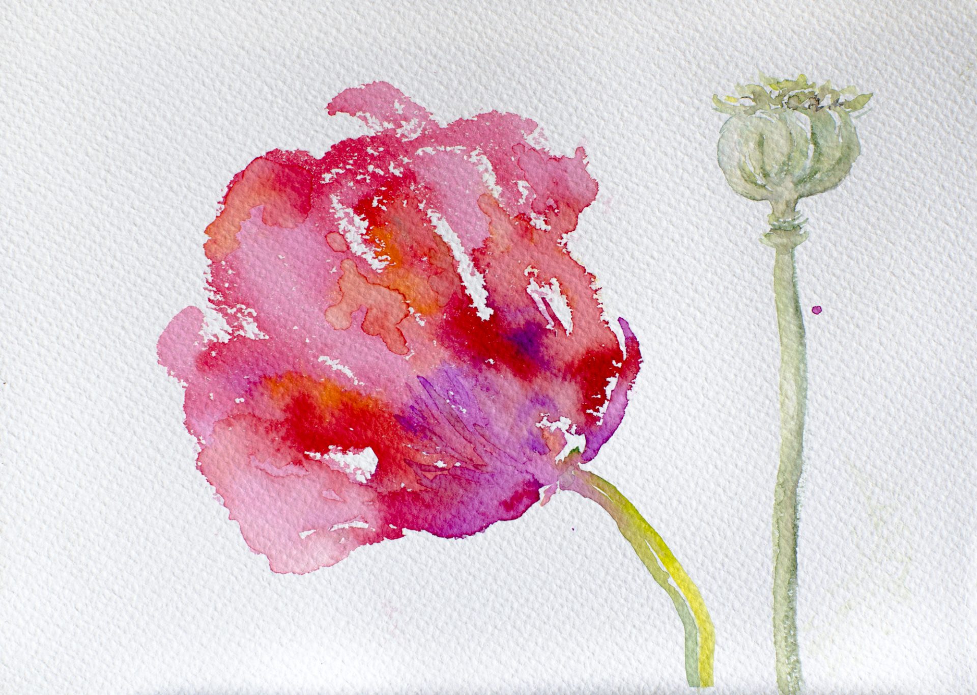 AMAPOLA ROSA IX