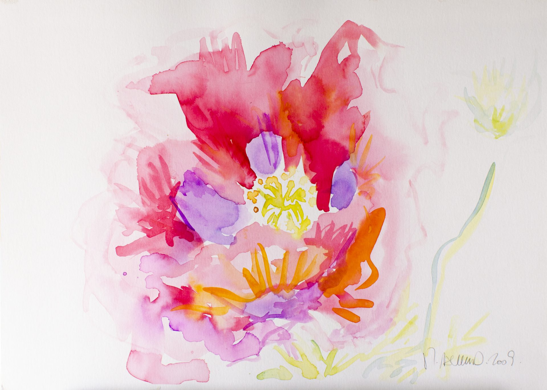 AMAPOLA ROSA III