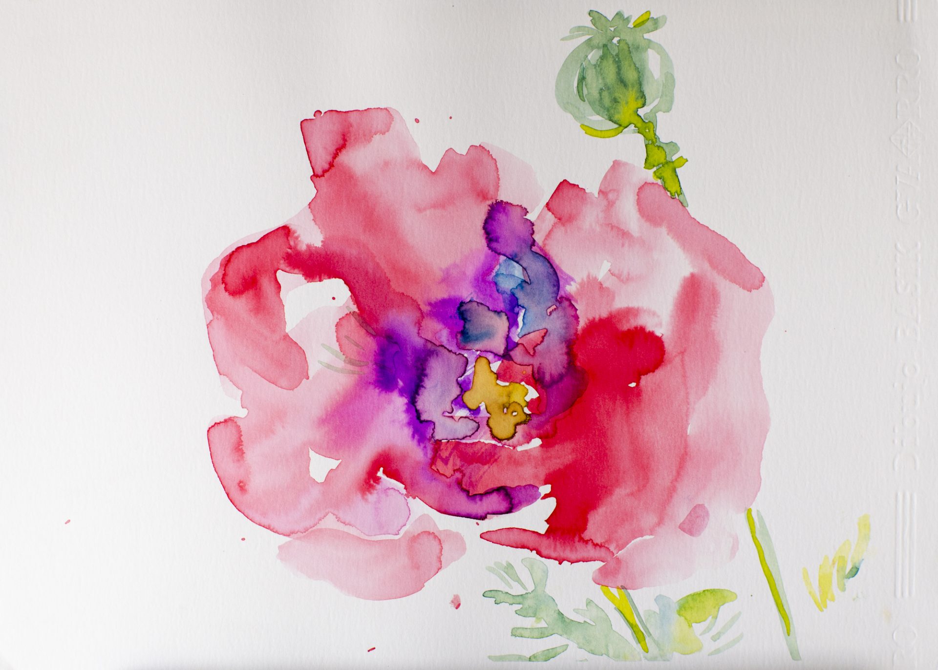 AMAPOLA ROSA IV